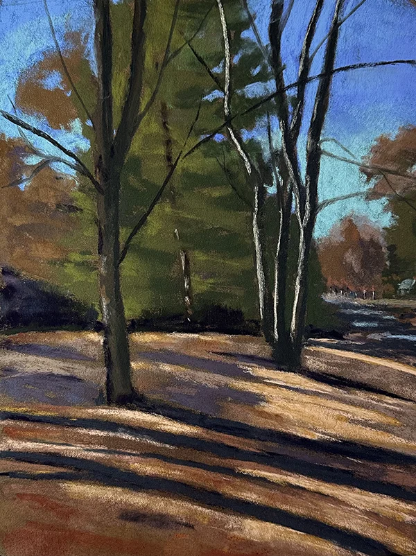 trees lights and shadows